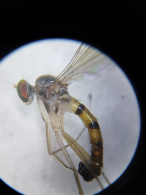 Dolichopodidae - szúnyoglábú legyek