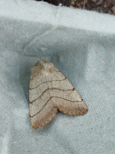 Charanyca trigrammica - háromsávos lombbagoly