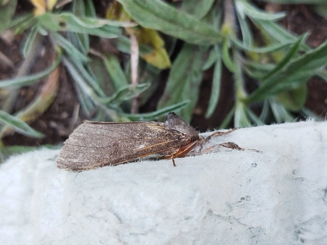 Calliteara pudibunda - hamvasszövő