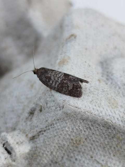 Neosphaleroptera nubilana - felhős sodrómoly
