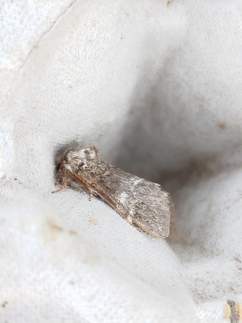 Drymonia dodonea - bélyeges púposszövő