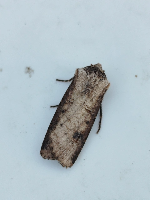 Agrotis clavis - zömök földibagoly