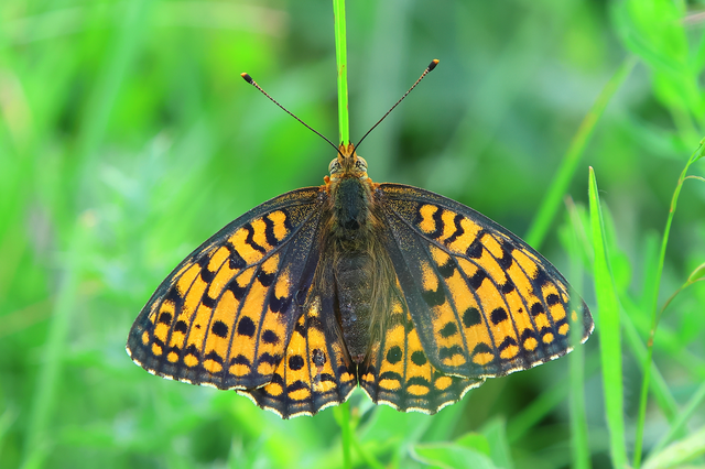 Argynnis niobe - ibolya-gyöngyházlepke