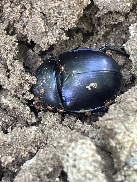Trypocopris vernalis - tavaszi álganéjtúró
