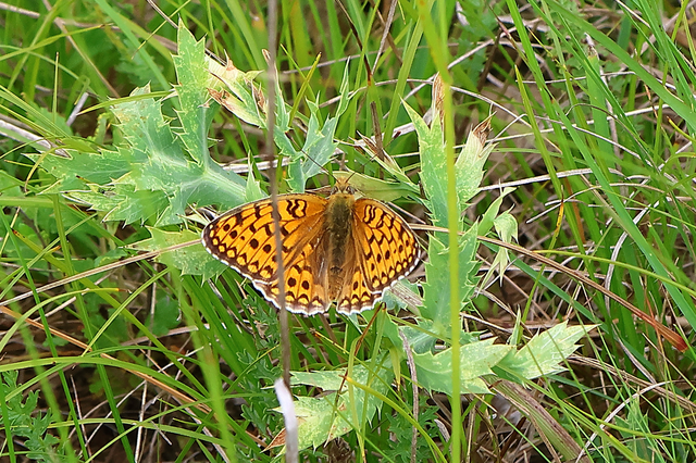 Argynnis niobe - ibolya-gyöngyházlepke
