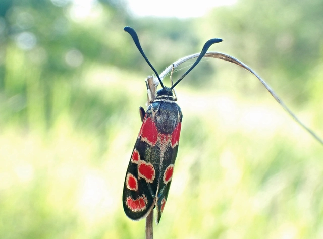Zygaena carniolica - fehérgyűrűs csüngőlepke