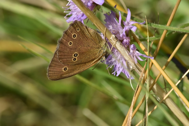 Aphantopus hyperanthus - közönséges ökörszemlepke