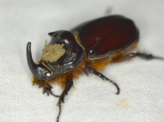 Oryctes nasicornis - orrszarvú bogár