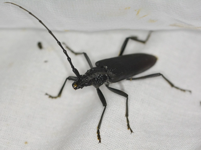 Cerambyx cerdo - nagy hőscincér