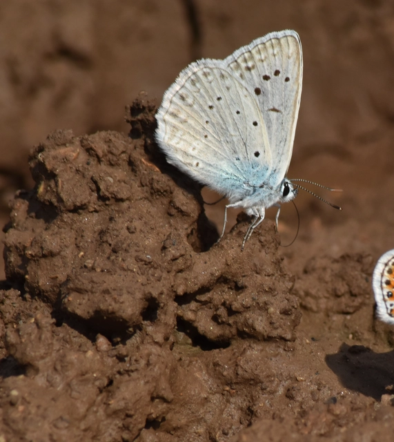 Polyommatus daphnis - csipkés boglárka