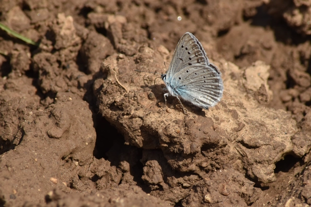 Polyommatus daphnis - csipkés boglárka