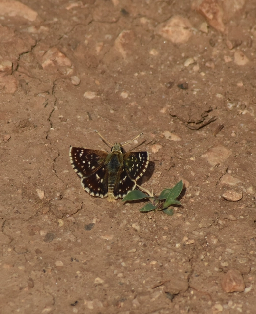 Spialia orbifer - törpe busalepke