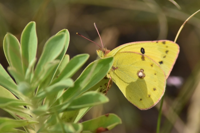 Colias chrysotheme - dolomit-kéneslepke
