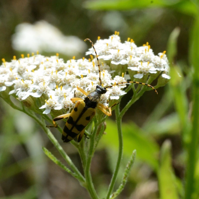 Rutpela maculata - tarkacsápú karcsúcincér