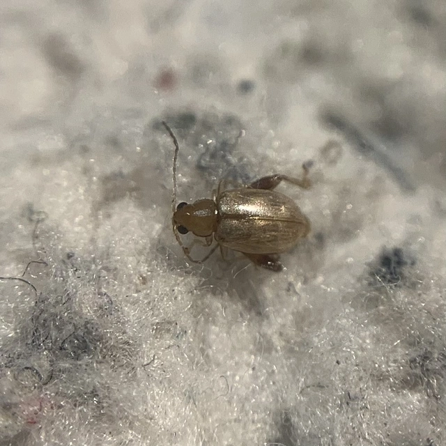Longitarsus succineus