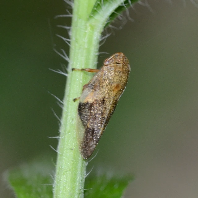 Aphrophora alni