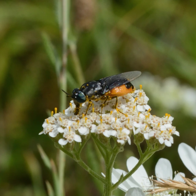 Stratiomyidae - katonalégyfélék