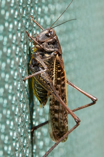 Decticus verrucivorus - szemölcsevő szöcske
