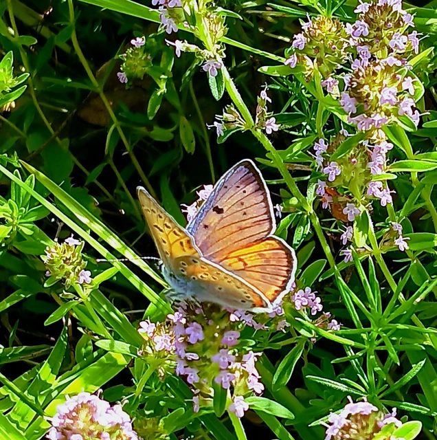 Lycaena alciphron - ibolyás tűzlepke