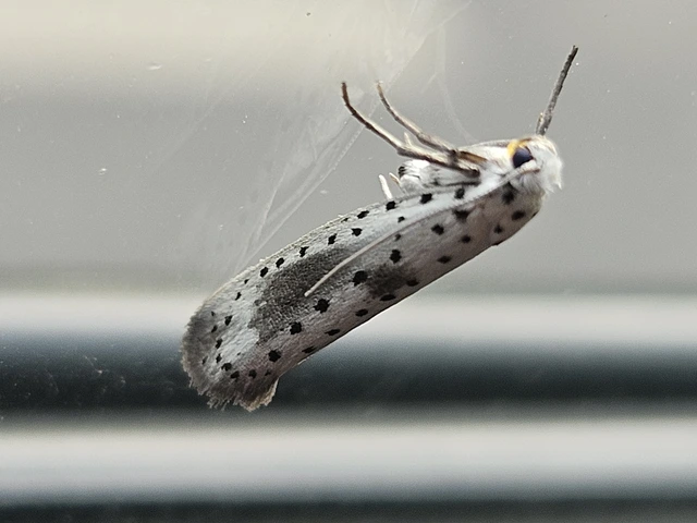 Yponomeuta irrorella - pókhálós kökénymoly