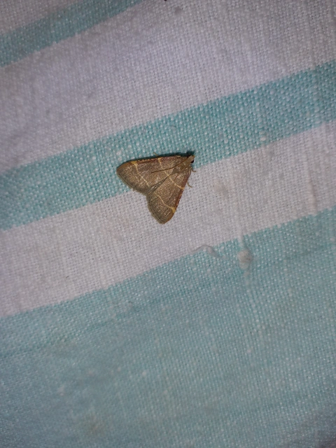 Hypsopygia glaucinalis - rezes fényilonca