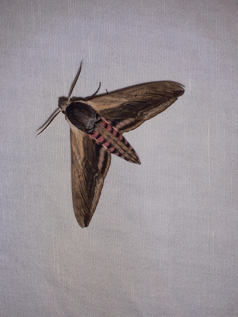 Sphinx ligustri - fagyalszender
