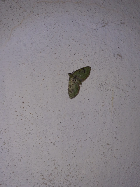 Chloroclystis v-ata - zöldes törpearaszoló