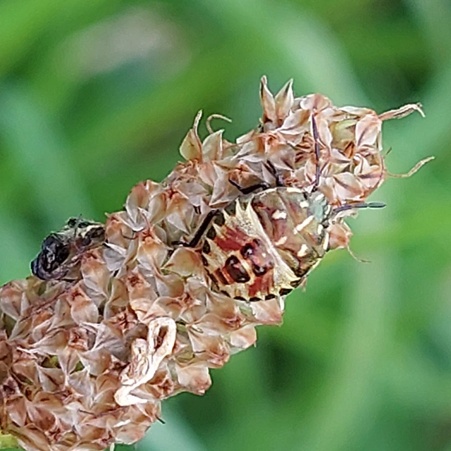 Carpocoris Carpocoris