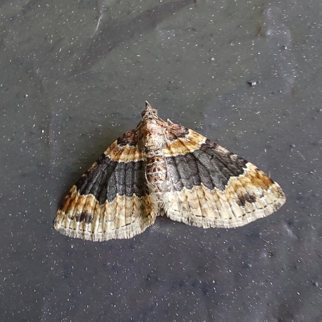 Xanthorhoe ferrugata - kerti tarkaaraszoló