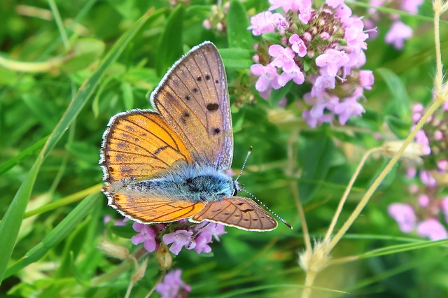 Lycaena alciphron - ibolyás tűzlepke