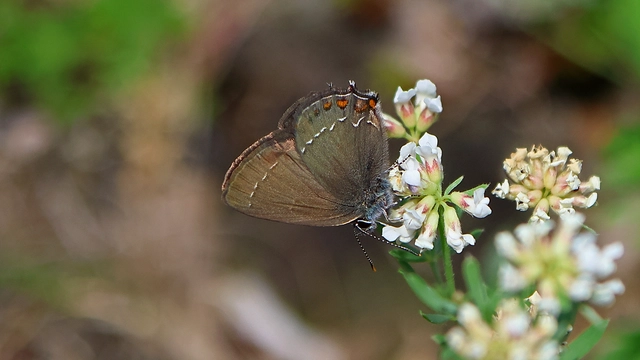 Satyrium ilicis - tölgyfa-csücsköslepke