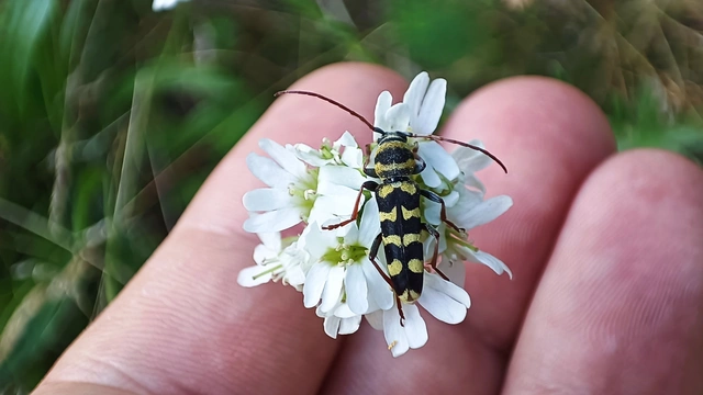 Echinocerus floralis - lucerna-darázscincér