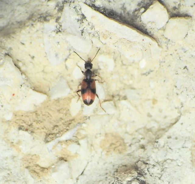Anthicus antherinus - közönséges fürgebogár