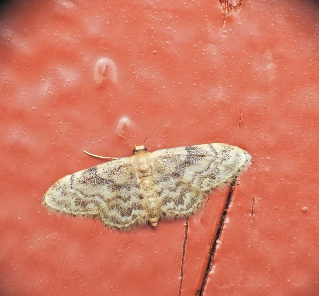 Idaea inquinata - mintás apróaraszoló