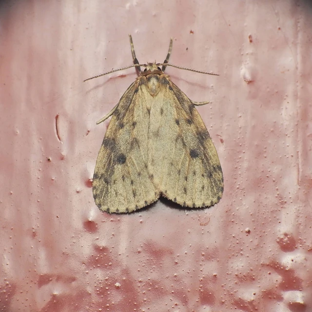 Thumata senex - mocsári medvelepke