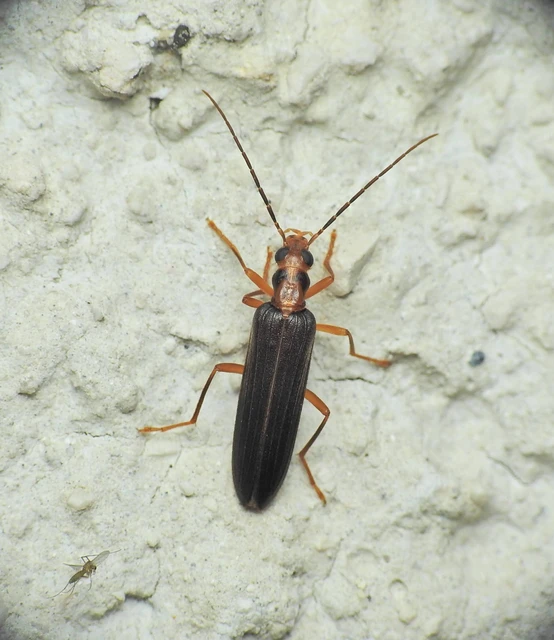 Nacerdes carniolica - karnóliai álcincér