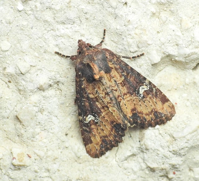 Mesapamea secalella/secalis