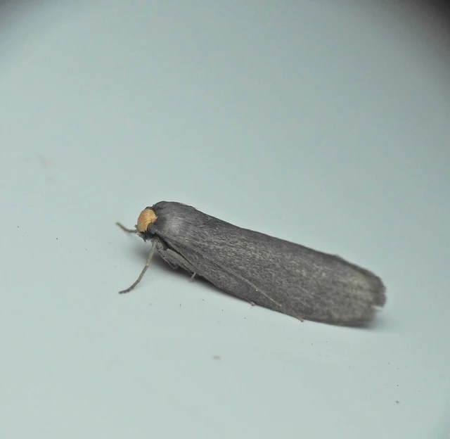Achroia grisella - kis viaszmoly