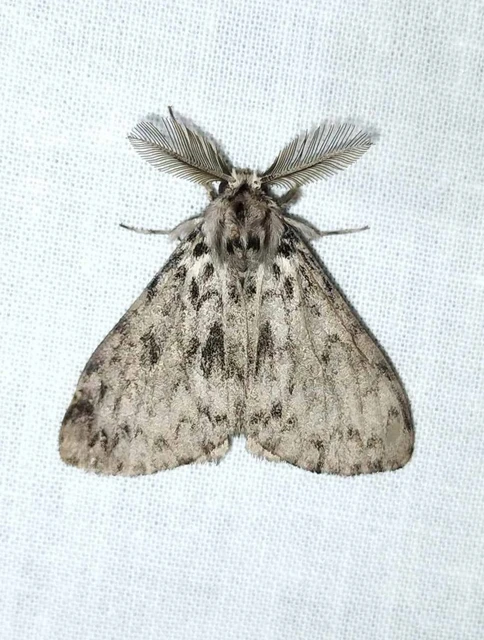 Lymantria monacha - apácalepke