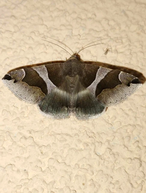 Dysgonia algira - déli porcelánbagoly