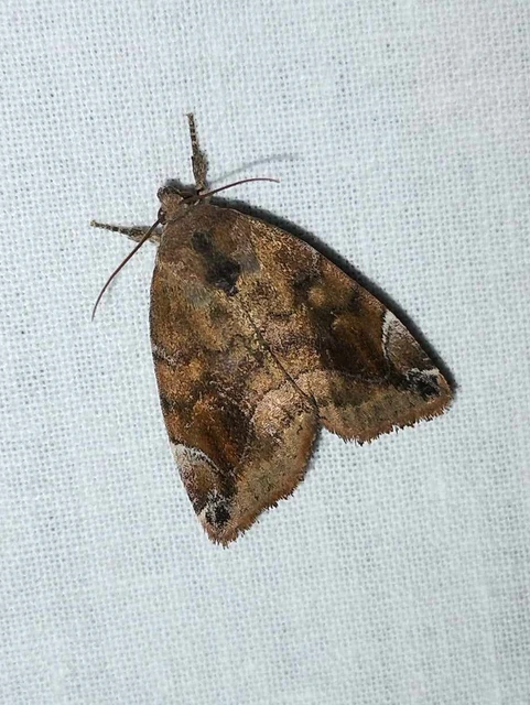 Cosmia pyralina - tölgyfa-lombbagoly