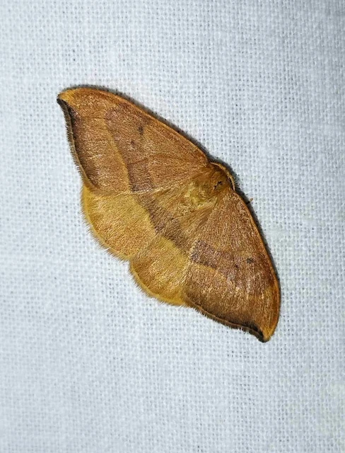 Watsonalla cultraria - bükkfa-sarlósszövő