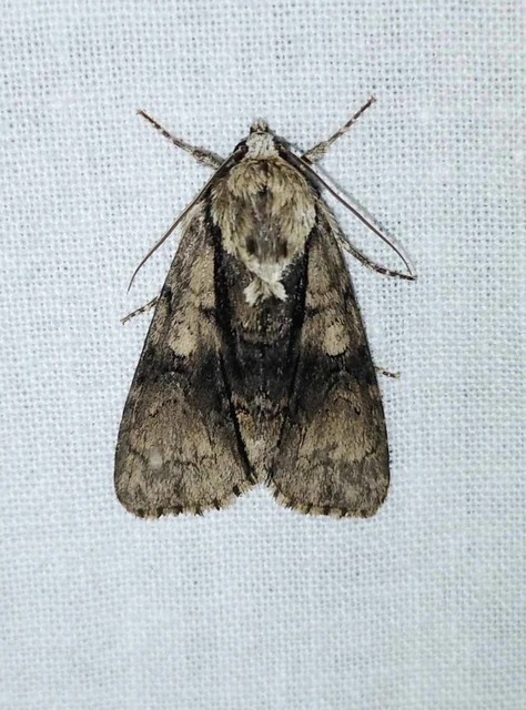 Acronicta alni - éger-szigonyosbagoly