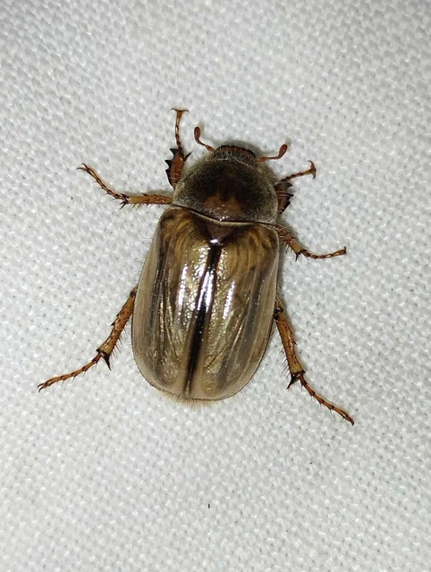 Amphimallon solstitiale - bordás sárgacserebogár
