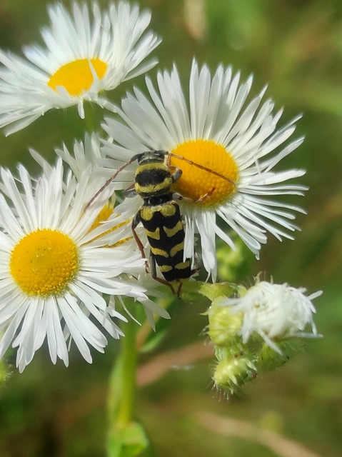 Echinocerus floralis - lucerna-darázscincér