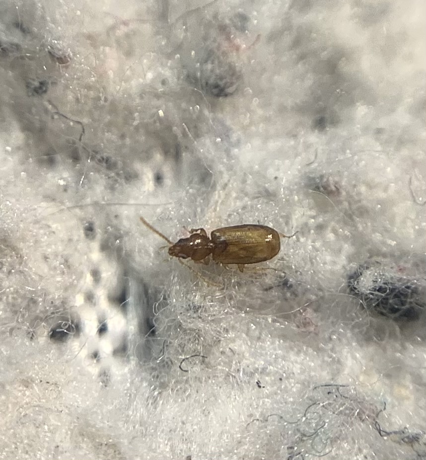 Lymnastis galilaeus - déli fürgefutonc