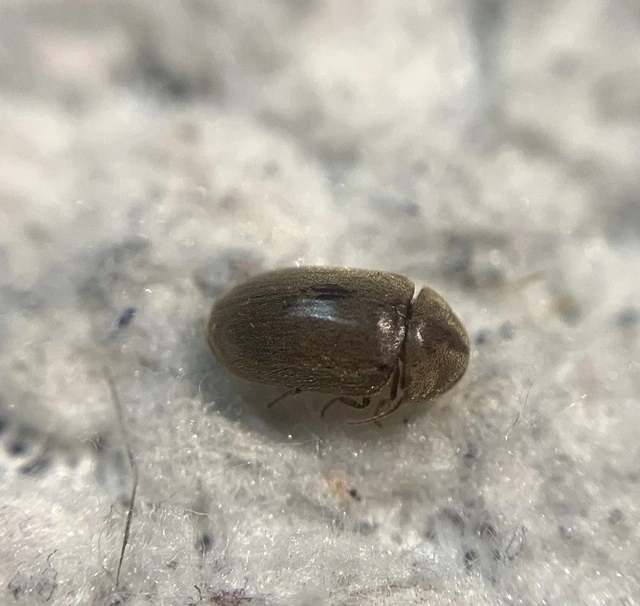Lasioderma redtenbacheri - halvány imolaszú Lasioderma redtenbacheri - halvány imolaszú