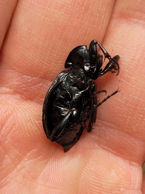 Carabus nemoralis - ligeti futrinka