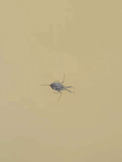 Nepa cinerea - víziskorpió