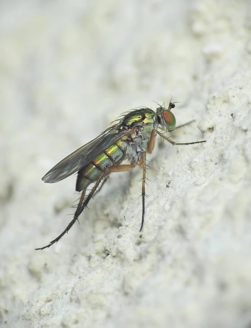 Dolichopus